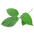 Gymnema lesná