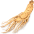 Ženšen pravý