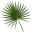 Saw palmetto
