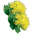Rozchodnica ružová