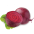 cvikla