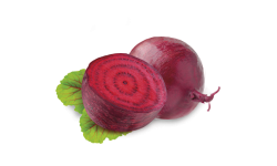 Cvikla