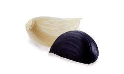Cesnak kuchynský