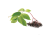 Baza čierna