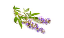 Vitex jahňací