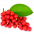 Schizandra